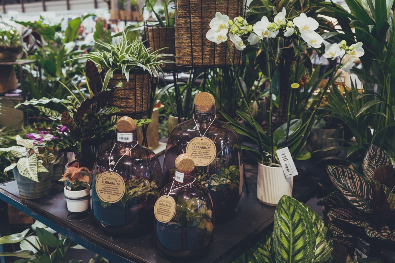 terrariums on a table