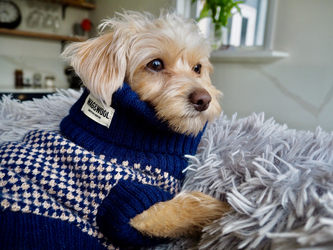 small dog in blue and white thick stitch jumper