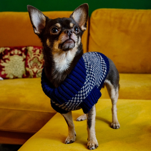 small Chihuahua in blue and white knit jumper
