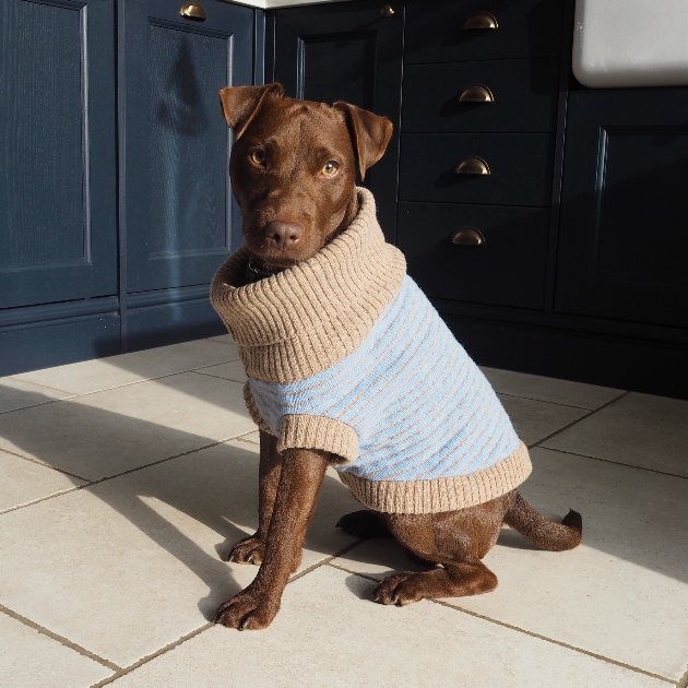 brown dog in cream and blue high neck jumper