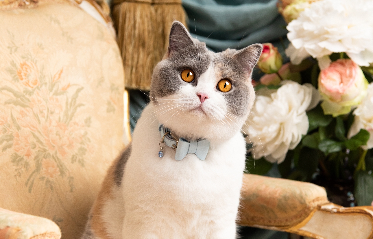 grey and white cat in blue collar