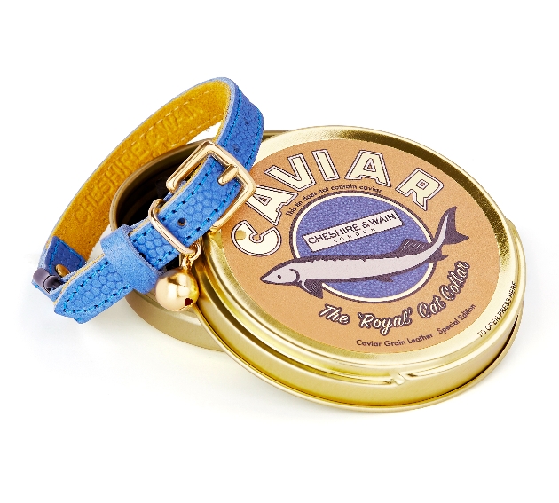 blue collar in a round gold tin