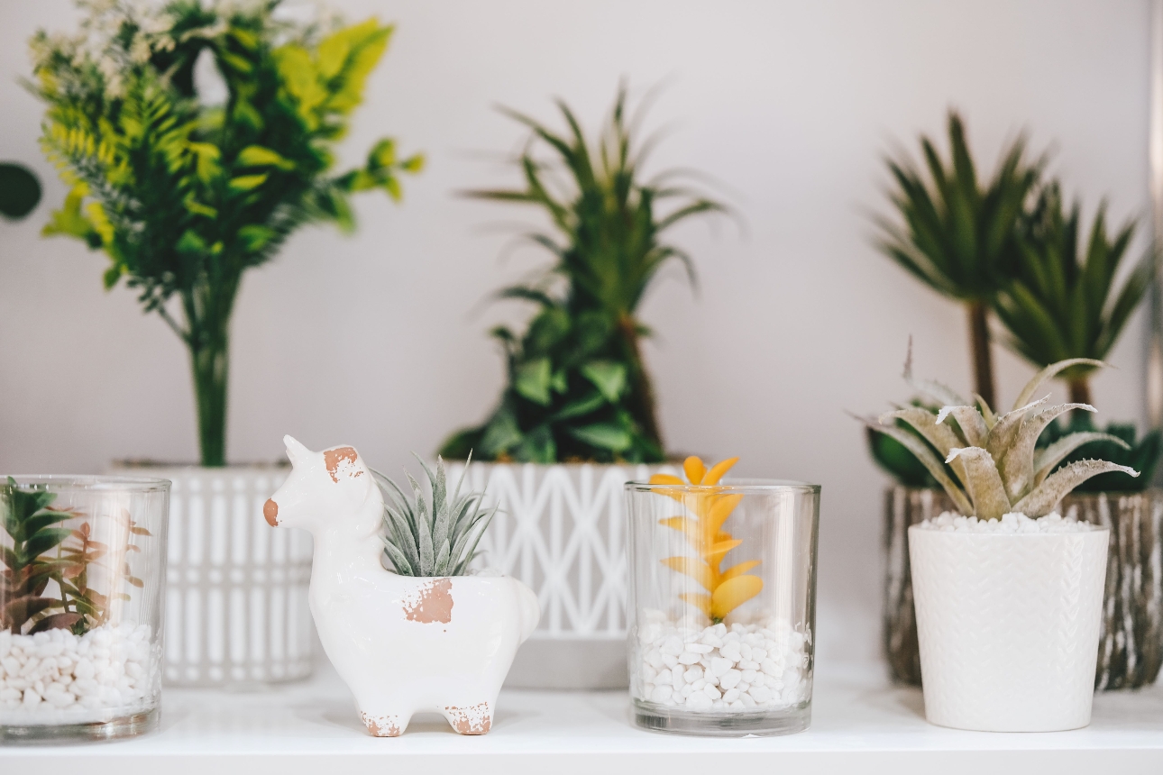 row of plants on a shelf