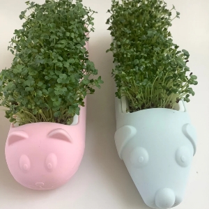 Broccoli & Bees