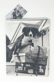 Thumbnail image 5 from Holy Mackerel (UK) Ltd